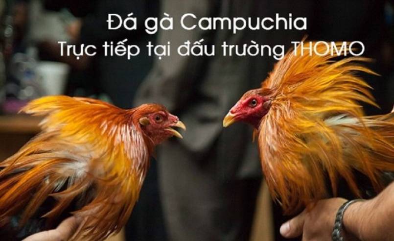 Campuchia là một trong những quốc gia sở hữu trường gà lớn nhất và chất lượng